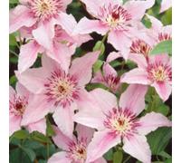 Clematis Pink Fantasy Compact Patio Climber