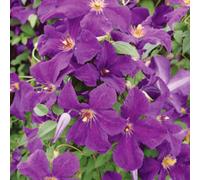 Clematis Polish Spirit Rich Velvety Purple Blue Deciduous Climbing Plant