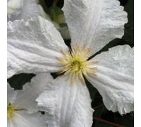 Clematis Prince George White And Blue Patio Climber