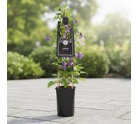 Clematis Prince William Pot Size 17 Cm Height 75 Indoor Houseplant