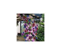 Clematis Rainbow (9cm, 4 pack)