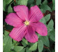 Clematis Remembrance Raspberry Red Patio Climber