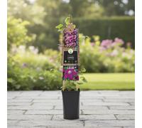 Clematis Rouge Cardinal Pot Size 17 Cm Height 75 Indoor Houseplant