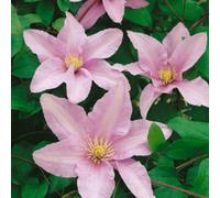 Clematis Silver Moon Silvery Mauve Patio Climber