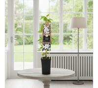 Clematis Snow Queen Pot Size 17 Cm Height 75 Indoor Houseplant