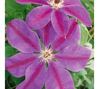 Clematis Souvenir Du Capitaine Thuilleaux Strawberry Pink Bi Colour Patio Climber