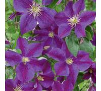 Clematis Star Of India Purple Blue Patio Climber