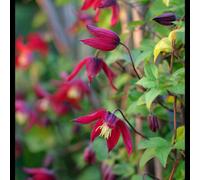Clematis Texensis Gravetye Beauty Ruby Red Tulip Shaped Flowering Climbing Plant