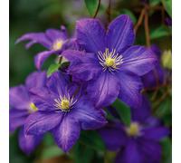 Clematis The President Deep Purple Blue Flowering Climbing Plant