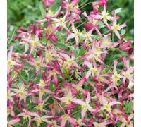 Clematis Triternata Rubromarginata Reddish Purple Scented Star Flowers Deciduous Climbing Plant