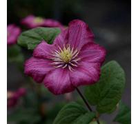 Clematis Ville De Lyon Large Flowered Climbing Plant Summer To Autumn 3X 7Cm Pot By Thompson & Morgan