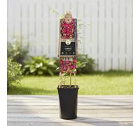 Clematis Vit. Rubra Pot Size 17 Cm Height 75 Indoor Houseplant