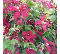 Clematis Viticella Madame Julia Correvon Wine Red Flowering Climbing Plant