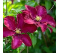 Clematis Westerplatte Deep Red Large Flowered Climber Plant