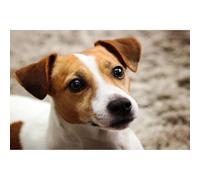 Clever Jack Russell Terrier Animal 200-piece（35x25cm） Puzzle Adult Brain Teaser Toy Unique Home Decor Gift