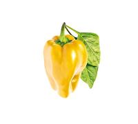 Click and Grow Smart Garden Yellow Sweet Pepper Plant Pods, 3-pack
