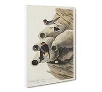 Cliff Swallows By John James Audubon Canvas Print | Gallery Wrapped 30mm Frame Wall Art | 30x20 inches | Ready to Hang | Retro Landscape Picture | Living Room Bedroom Lounge Office