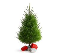 Clifton Premier Norway Spruce Xmas Tree - Fresh Cut - 1.75m - 2.0m (5.75 - 6.5ft) in Green Clifton Green