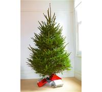 Clifton Premier SPRUCE Christmas Tree - Fresh Norway Cut - 1.25m to 1.5m (4ft to 5ft) in Green Clifton Green