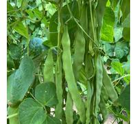 Climbing Bean Hacienda Seeds Phaseolus Vulgaris French Bean 1 Packet X 40 Seeds By Thompson & Morgan