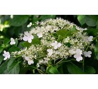 Climbing Hydrangea Anomala Petiolaris Plants: Two Plants