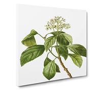 Climbing Hydrangea by Pierre Joseph Redoute Canvas Print | Gallery Wrapped 30mm Frame Wall Art | 14x14 inches | Ready to Hang | Retro Picture | Living Room Bedroom Lounge Office