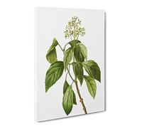 Climbing Hydrangea By Pierre Joseph Redoute Canvas Print | Gallery Wrapped 30mm Frame Wall Art | 24x16 inches | Ready to Hang | Retro Picture | Living Room Bedroom Lounge Office