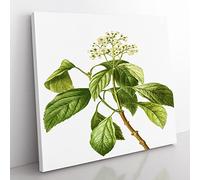 Climbing Hydrangea by Pierre Joseph Redoute Vintage Canvas Wall Art Print Ready to Hang, Framed Picture for Living Room Bedroom Home Office Décor, 35x35 cm (14x14 Inch)