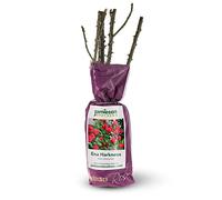 Climbing Rose - Ena Harkness, bare rootball by Jamieson Brothers