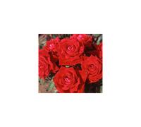 Climbing Rose ENA Harkness, Garden Plants & Flowers