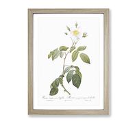 Climbing Rose In White By Pierre Joseph Redoute Vintage Framed Print | A3 Oak Framed Wall Art | Ready to Hang | Classic Floral Picture | Living Room Bedroom Lounge Office