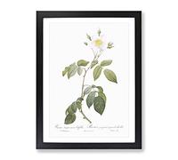 Climbing Rose In White By Pierre Joseph Redoute Vintage Framed Print | A4 Black Framed Wall Art | Ready to Hang | Classic Floral Picture | Living Room Bedroom Lounge Office