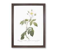 Climbing Rose In White By Pierre Joseph Redoute Vintage Framed Print | A4 Walnut Framed Wall Art | Ready to Hang | Classic Floral Picture | Living Room Bedroom Lounge Office