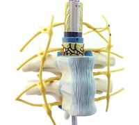Clinical Teaching Spine Model Expanded Spinal Cord Footpaths Detailed PVC Structure Demonstration Tool Spine Model