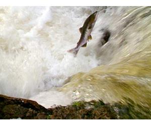 Clip: Angler's Paradise- Alaska's Boardwalk Wilderness Lodge | Part 2