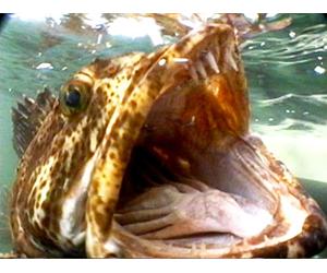 Clip: Angler's Paradise- Alaska's Boardwalk Wilderness Lodge | Part 3