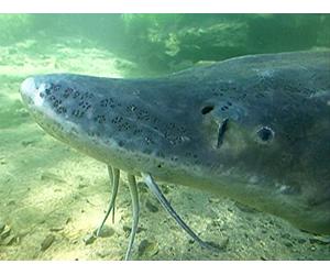 Clip: Fighting River Monsters- Columbia River Gorge | Part 1