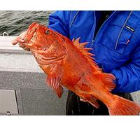Clip: First-Class Fishing in Remote Alaska- Waterfall Resort