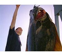 Clip: Giant Alaskan Lings Hammering Every Drop- Waterfall Resort