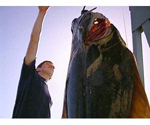 Clip: Giant Alaskan Lings Hammering Every Drop- Waterfall Resort