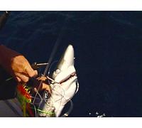 Clip: Hunting Hunters- Shark Fishing at San Onofre