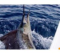 Clip: Journey to the Sailfish Capital of the World- Costa Rica | Part 1