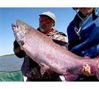 Clip: King Salmon Excursion in Remote Alaska