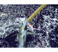 Clip: Marlin Mayhem in Maui