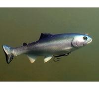 Clip: Rapid Fire Swimbait Action- Clearlake, California