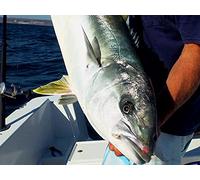 Clip: Swimming the Jigs- Coronado Islands | Part 2