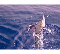 Clip: The Quest for SoCal Marlin- Newport Beach