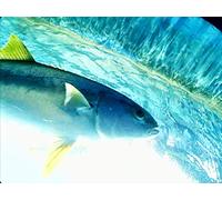 Clip: The Quest for SoCal Marlin- Newport Beach | Part 2