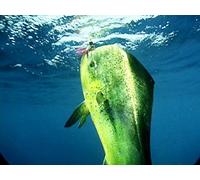 Clip: World Class Fishing in the East Cape