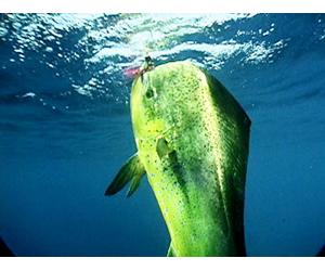 Clip: World Class Fishing in the East Cape